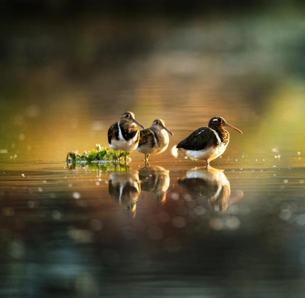 掠影錄彩鷸 掠影錄彩鷸