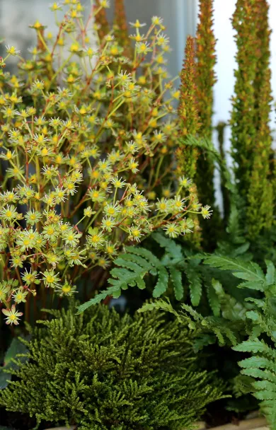 瑞虎迎春，虎耳招財！翩翩起舞的小精靈，輕鬆開成夢幻花毯