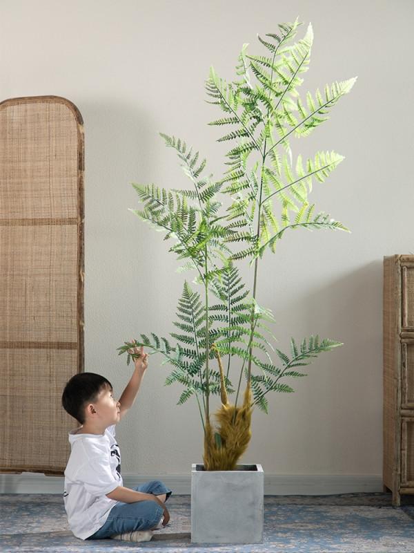 100種觀葉綠植,50種大型的,50種小型的,家裡沒有陽光也能養 100種觀葉綠植,50種大型的,50種小型的,家裡沒有陽光也能養