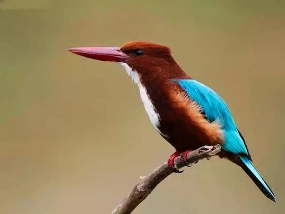 分享&mdash;&mdash;天生麗質的鳥兒