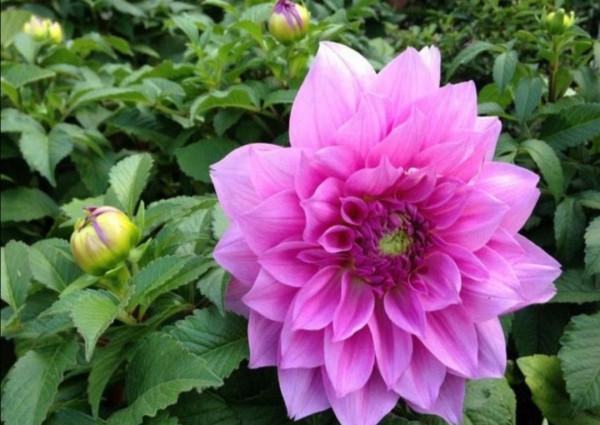 喜歡養花，不能少2種花，開出花朵碩大美麗，關鍵還好養