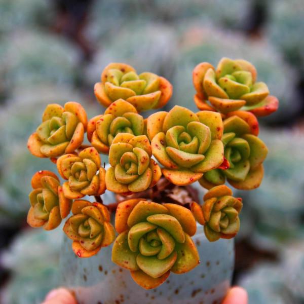 喜歡多肉，怎能不養6種“香多肉”，好看還好養，養在家裡滿室香