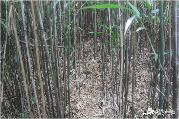 戶外迷路焦灣山，脫險經驗供分享