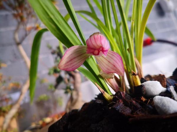紅花荷瓣春蘭今春開花了