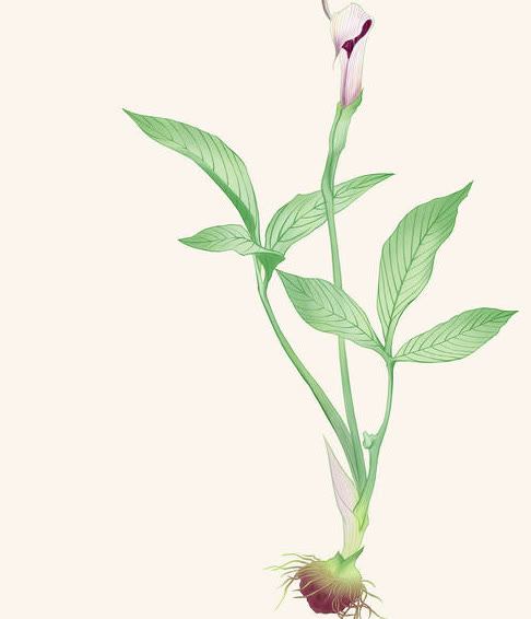 脂肪肝、酒精肝、肝區疼 全都調好了