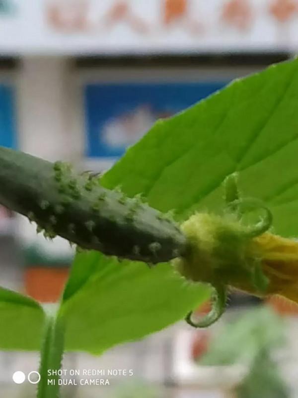 陽臺上的黃瓜長出來了