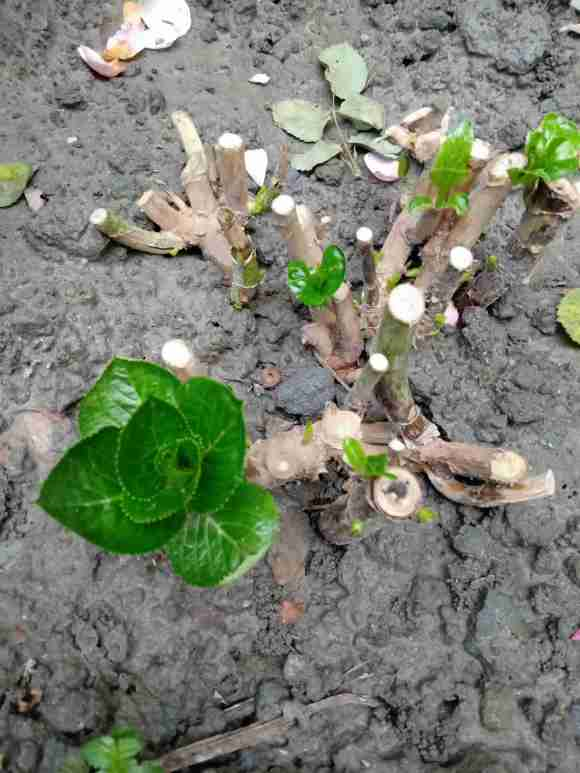 2種“雪中花”，0度凍不死，越冷芽越多，凍一凍多開花