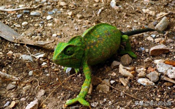 假如我們變成冷血動物會怎樣？