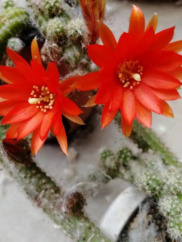 滿地荊棘 總會開花 滿地荊棘 總會開花