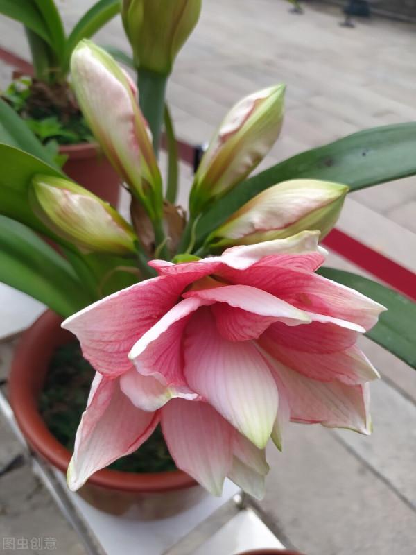 難怪朱頂紅不開花，這幾件事做不好，只能看葉子