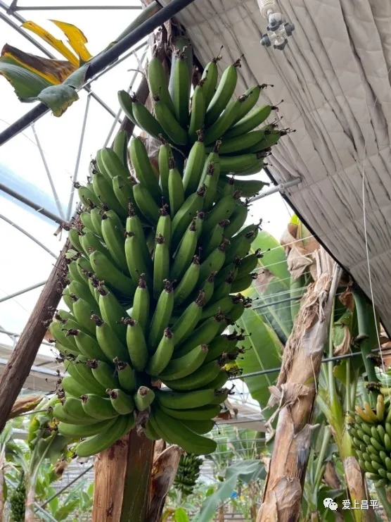 打卡新去處！京北這個超大的農業科普館，豐富有趣活動來襲~