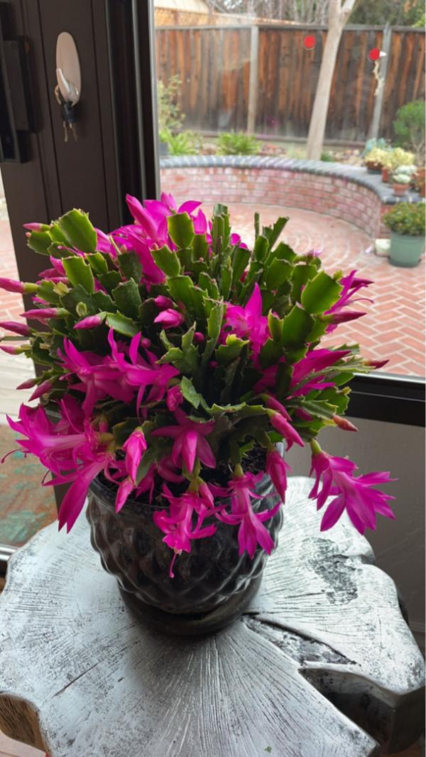 9月養蟹爪蘭,做好4件事,葉子肥厚有質感,花苞呼呼冒 9月養蟹爪蘭,做好4件事,葉子肥厚有質感,花苞呼呼冒