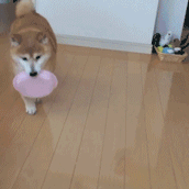 回家看到狗子蹲在門口,以為它想我,是我自作多情了 回家看到狗子蹲在門口,以為它想我,是我自作多情了