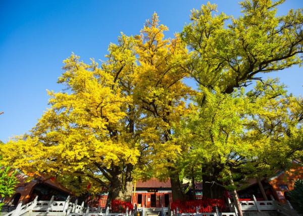 河南最美寺廟,不要門票還免費提供齋飯,5棵銀杏被譽為世界樹王 河南最美寺廟,不要門票還免費提供齋飯,5棵銀杏被譽為世界樹王