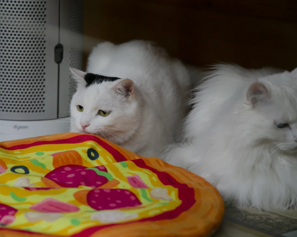 麻條條失蹤了?貓辦貓們玩兒起了劇本殺 麻條條失蹤了?貓辦貓們玩兒起了劇本殺