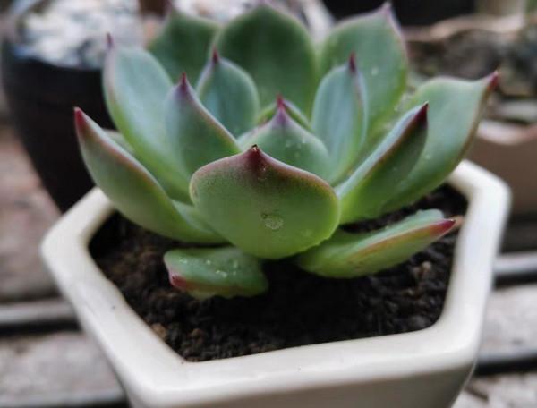 適合新手養的“6種多肉”，耐熱又不怕冷，養成老樁，又美又霸氣