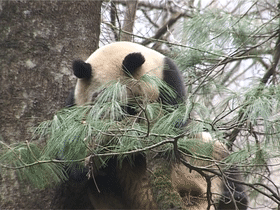 出沒於秦嶺的野生熊貓，是山中帶毛修行的真隱士