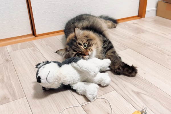 被10萬人圍觀的貓咪表情帝，堪稱貓界的楊迪，連日常都是戲