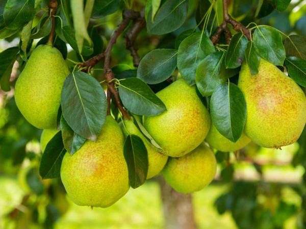 4款秋季養生湯,不再怕“秋老虎”,配方教給你,去燥潤肺效果好 4款秋季養生湯,不再怕“秋老虎”,配方教給你,去燥潤肺效果好