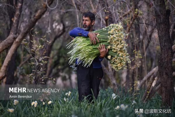 伊朗冬日波斯水仙盛開