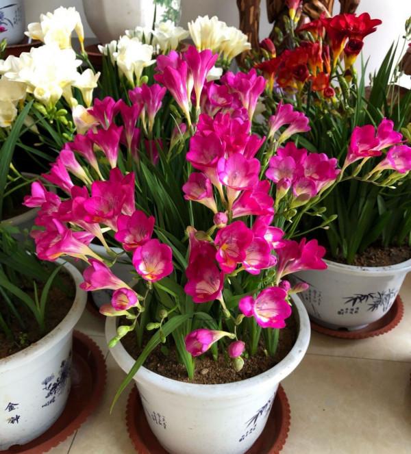 6種“女人花”能吃又好聞，採花泡茶養容顏，女人養花，花養美女