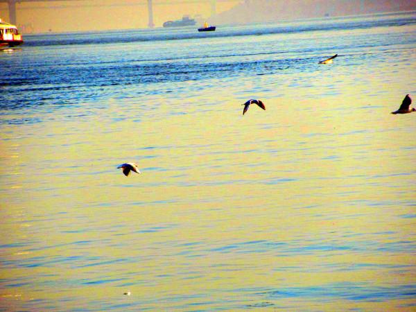 江鷗，還會回來嗎？