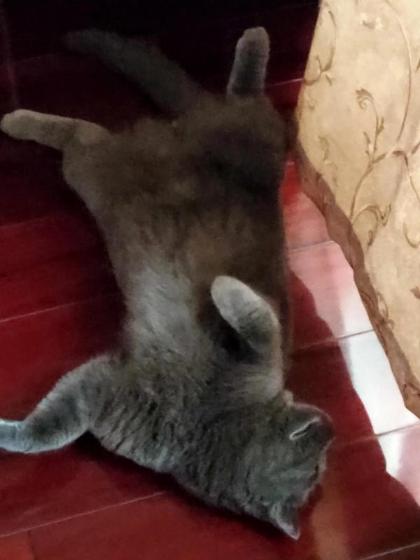 看看我家的憨憨