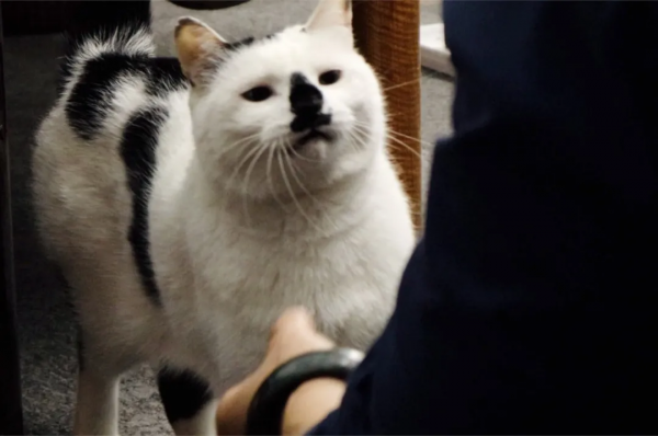 大貓星王情聖的工作日常