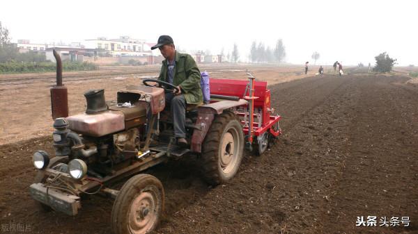 今年小麥何時播種好？有個時間表，一看就知道