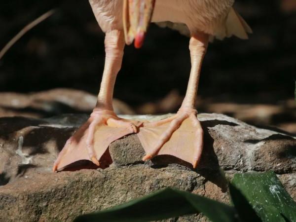為什麼鴨爪上有蹼,而雞爪上卻沒蹼?探尋動物們jio丫裡的小秘密 為什麼鴨爪上有蹼,而雞爪上卻沒蹼?探尋動物們jio丫裡的小秘密