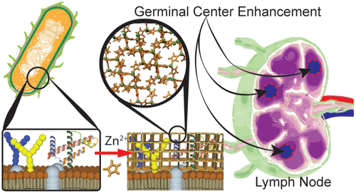 德克薩斯大學開發出一種針對尿路感染的新型疫苗