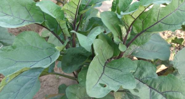 種植茄子,注意2個問題,死秧少,產量高,農戶快來看看吧 種植茄子,注意2個問題,死秧少,產量高,農戶快來看看吧