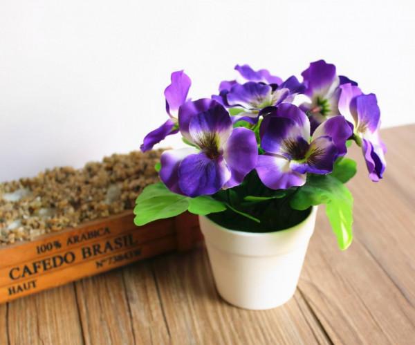 學會三色堇的種植方法，養出一院子的“彩虹花”，指日可待