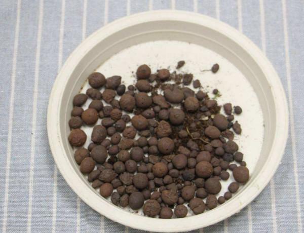 花盆下面填一層“顆粒”,疏鬆透氣不積水,根系生長健壯 花盆下面填一層“顆粒”,疏鬆透氣不積水,根系生長健壯