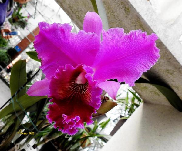 卡特蘭，雍容華麗，嬌豔多姿。譽稱&OpenCurlyDoubleQuote;洋蘭之王&rdquo;