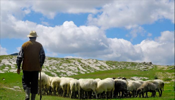 網際網路是怎麼把菜越賣越貴的？
