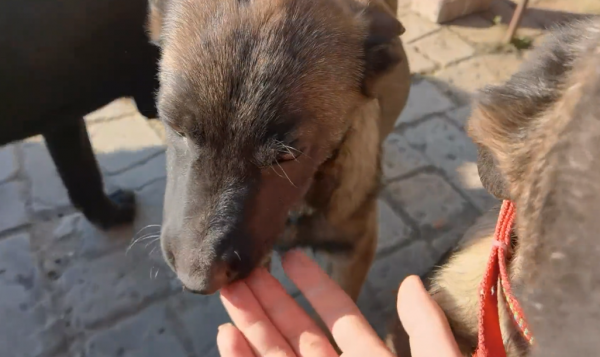 黑龍江:媽媽沒了,三隻小狗將被賣,狗狗們相互依偎:我們不分開 黑龍江:媽媽沒了,三隻小狗將被賣,狗狗們相互依偎:我們不分開