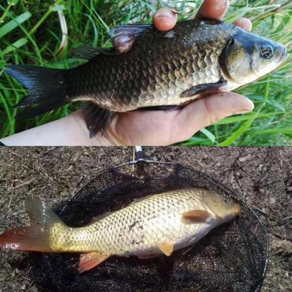 冬釣鯽魚如何搭配線組你知道嗎? 冬釣鯽魚如何搭配線組你知道嗎?