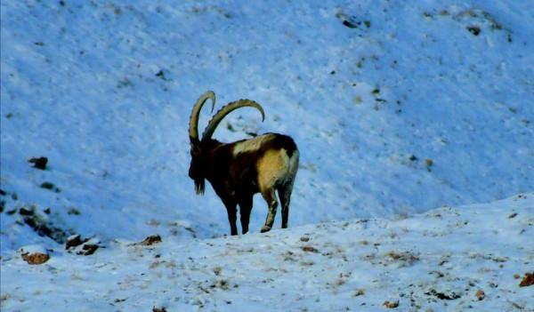 天山北山羊