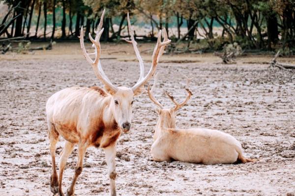 鹽城：沒有一座山的城市，海拔8米，土坡都少見