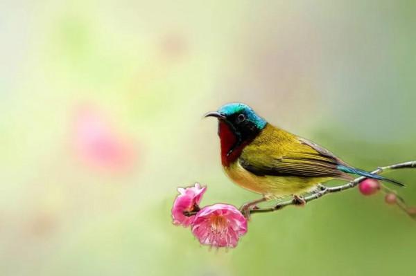 分享圖片,色彩斑斕,美麗無比的太陽鳥 分享圖片,色彩斑斕,美麗無比的太陽鳥