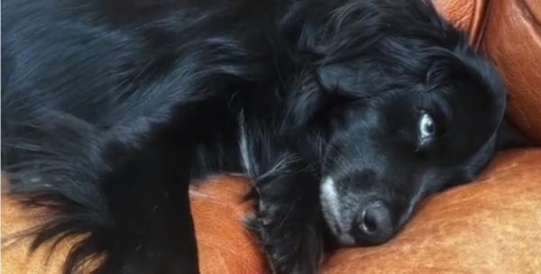 2010年,小夫妻買下1200畝荒地,只為一隻流浪狗,8年後年入千萬 2010年,小夫妻買下1200畝荒地,只為一隻流浪狗,8年後年入千萬