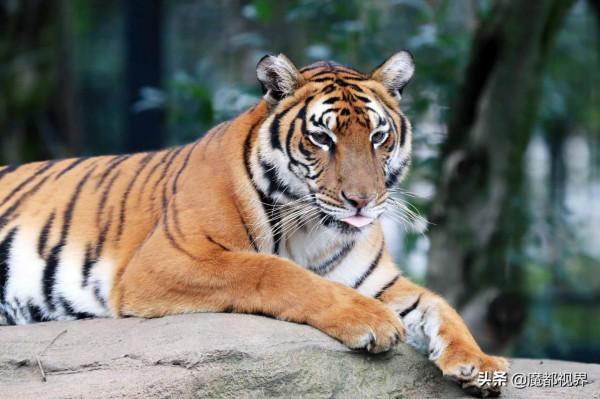 虎頭虎腦 虎虎生威 這波老虎表情包值得擁有