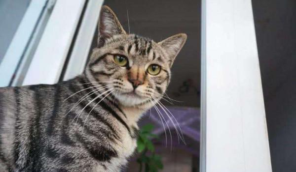 狸花貓有什麼地方，值得人們去飼養呢？