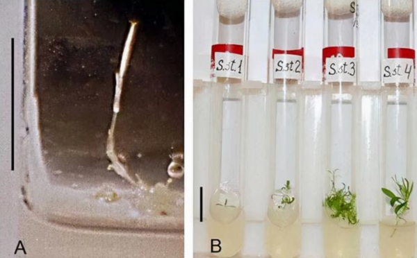 科學家復活3萬年前的種子，開的花已不同，復活種子有何意義？