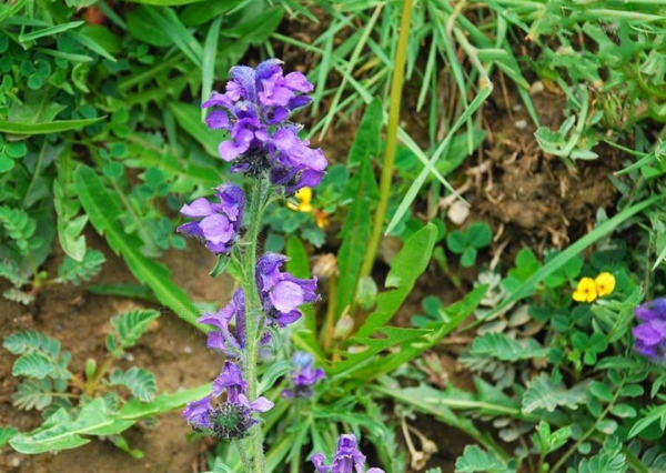 蓖麻在中國農村很常見，為什麼會被美國列為國家機密與戰略物資？