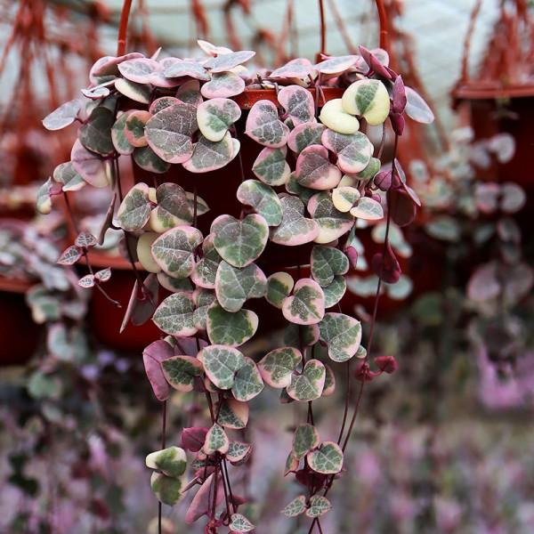 今年最流行的18種花,掛起來養,好看好養還不佔地方 今年最流行的18種花,掛起來養,好看好養還不佔地方