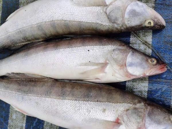 我本來想著搶在洪峰前釣釣魚，沒成想差點沒走出來……