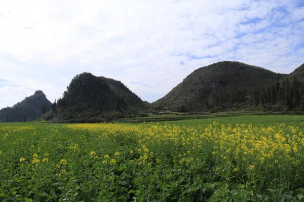 我對羅平的油菜花似乎也有&OpenCurlyDoubleQuote;七年之癢&rdquo;