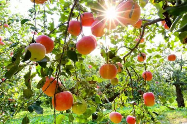 脆！甜！採摘蘋果，這幾種京城名品不能錯過